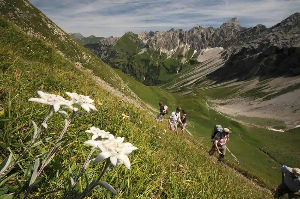 Wild edelweiss growing in the Bavarian mountains